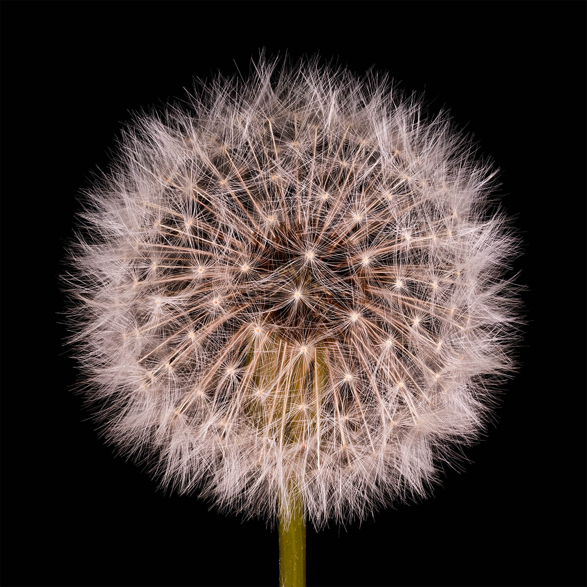 Foto Pusteblume